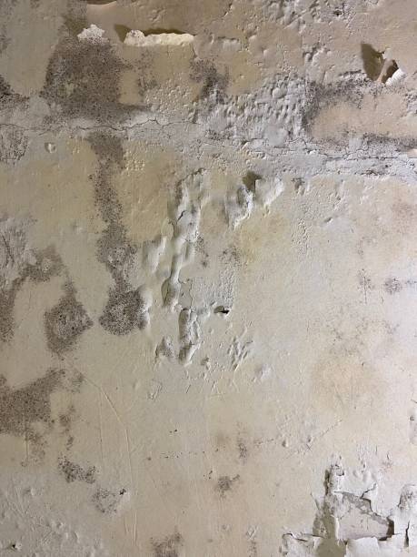 Best Basement Mold Remediation in Dike, IA